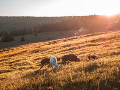 Cashmere Goats