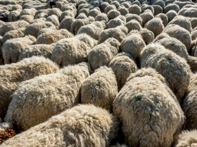 sheep overcrowding