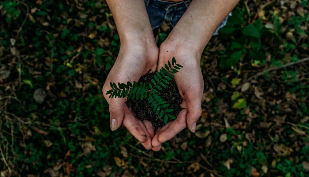 Photo of hands holding a seedling.