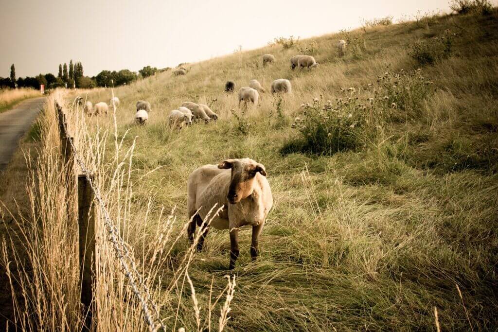 image showing sheep grazing on field