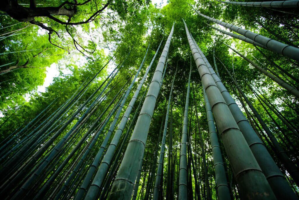 Rayon is made from Cellulose. Some Rayon can be made of Bamboo