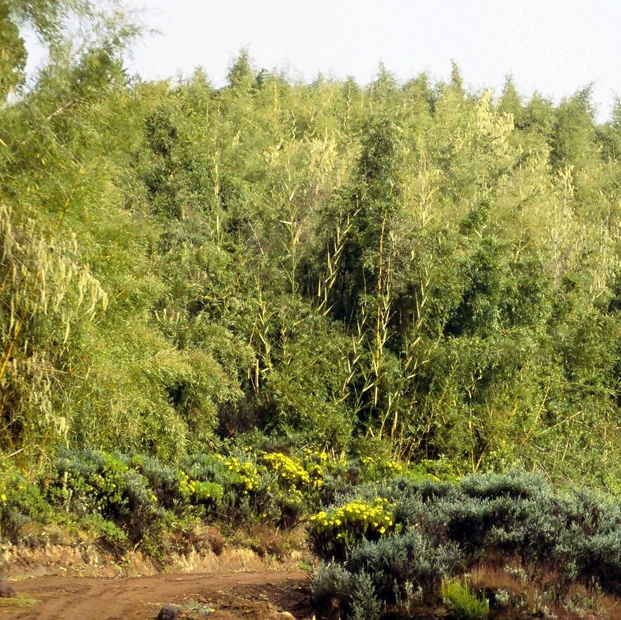 Bamboo - Mount Kenya