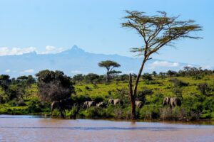 Mont Kenya - Elephants