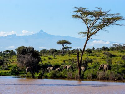 Mont Kenya - Elephants