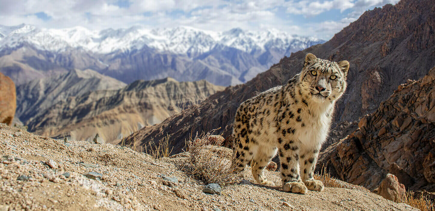 Snow Leopard Trust hero