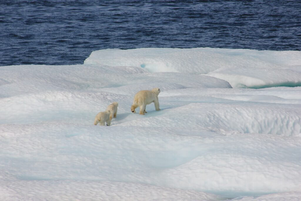 Polar Bears, © NOAA on Unsplash