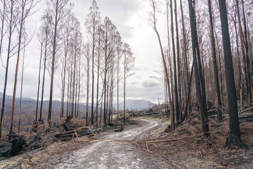 Biodiversity loss - matt-palmer